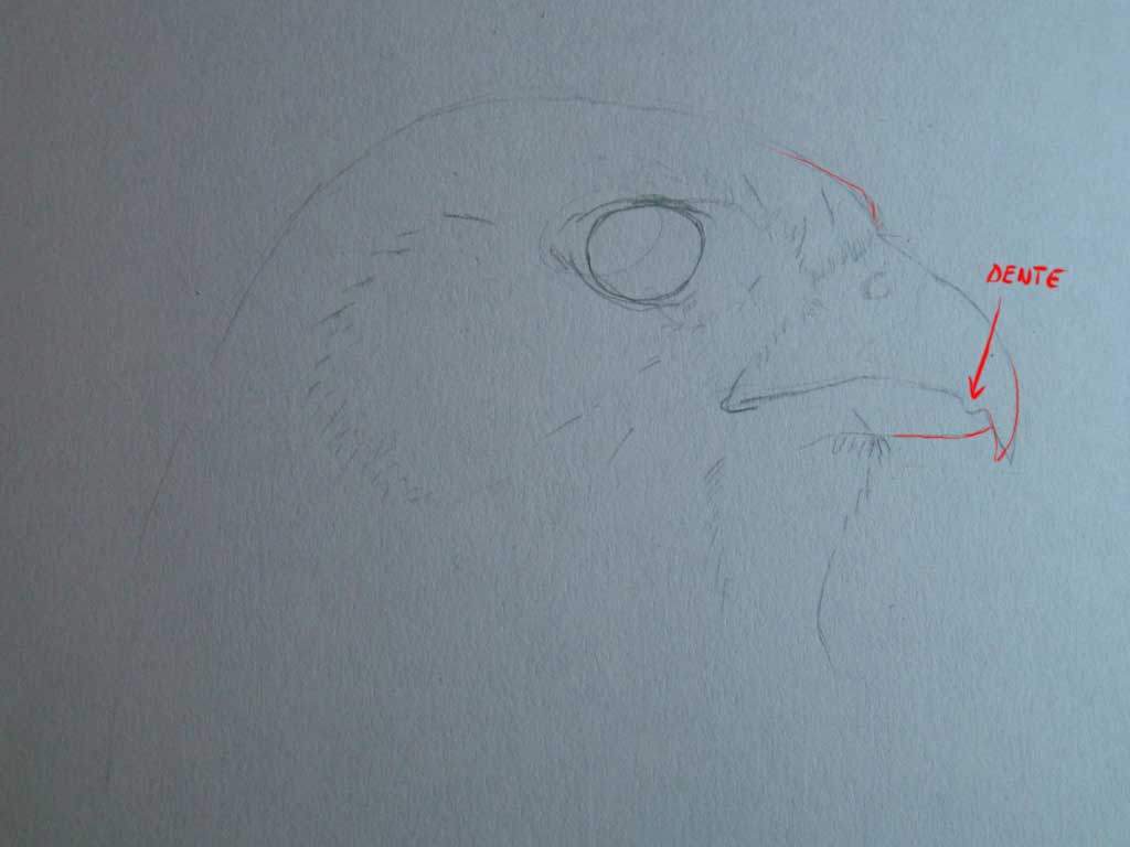 Disegnare gli uccelli - Prima lezione